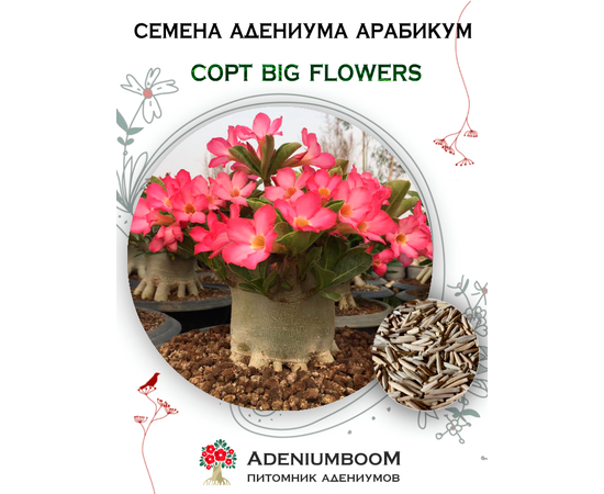 Adenium Арабикум Big Flowers