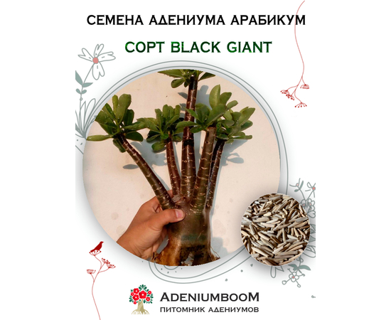 Адениум Арабикум Black Giant