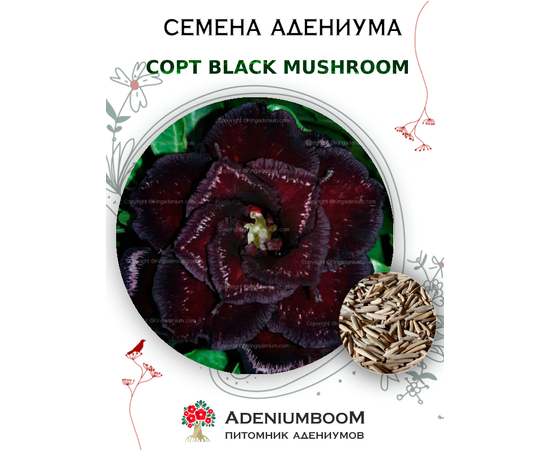 Адениум Тучный Black Mushroom
