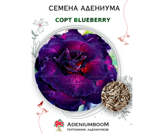 Адениум Тучный Blueberry