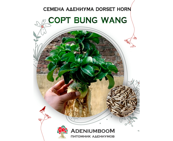 Адениум Dorset Horn 95-100% Bung Wang