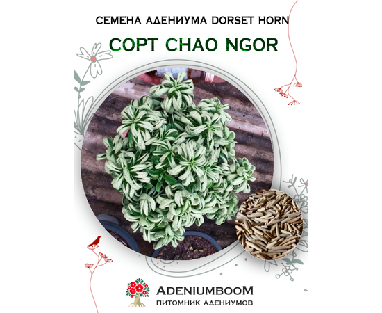 Адениум Dorset Horn 95-100% Chao Ngor