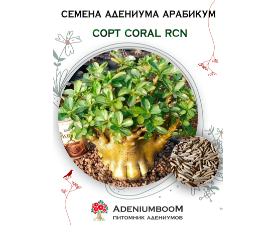 Адениум Арабикум Coral RCN