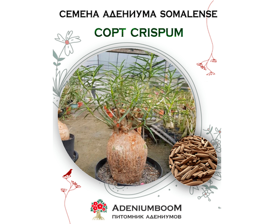 Адениум Сомалийский Crispum 100%