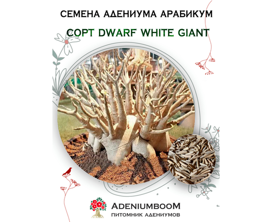 Адениум Арабикум Dwarf White Giant
