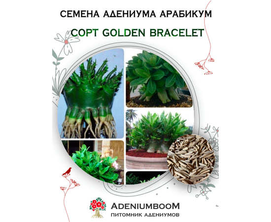 Адениум Арабикум Golden Bracelet