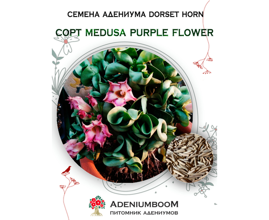 Адениум Dorset Horn 95-100% Medusa Purple Flower (10-20%)