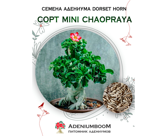 Адениум Dorset Horn 95-100% Mini Chaopraya