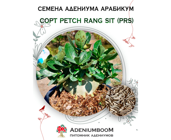 Адениум Арабикум Petch Rang Sit (PRS)