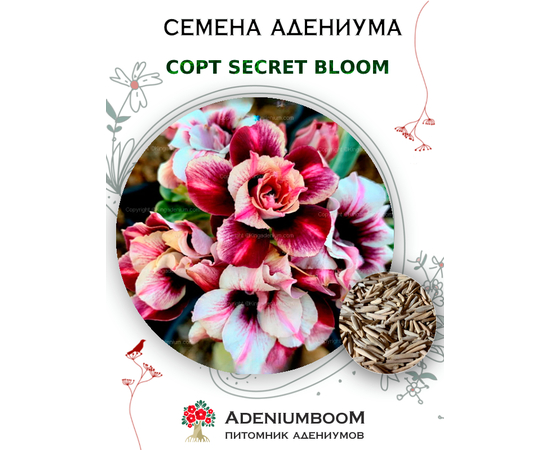 Адениум Тучный Secret Bloom