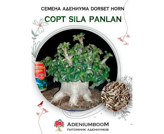 Адениум Dorset Horn 95-100% Sila Panlan