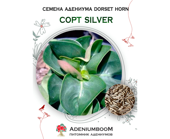 Адениум Dorset Horn 95-100% Silver