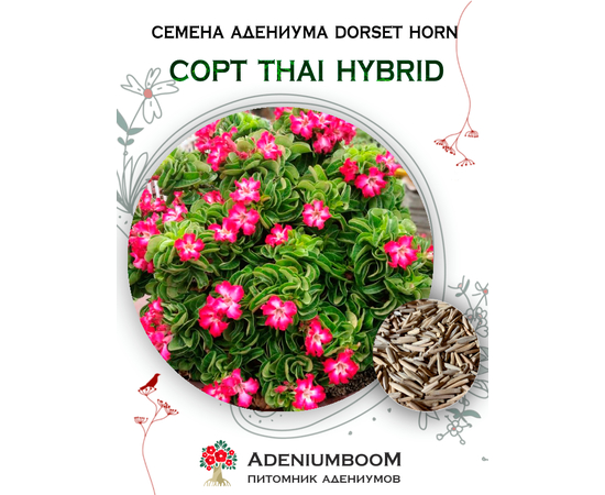 Адениум Dorset Horn 95-100% Thai Hybrid