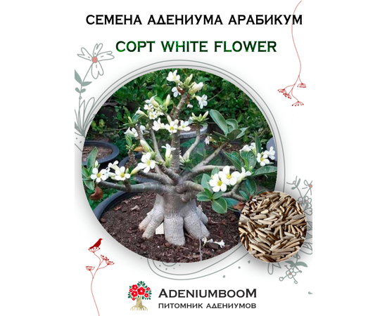 Адениум Арабикум White Flower