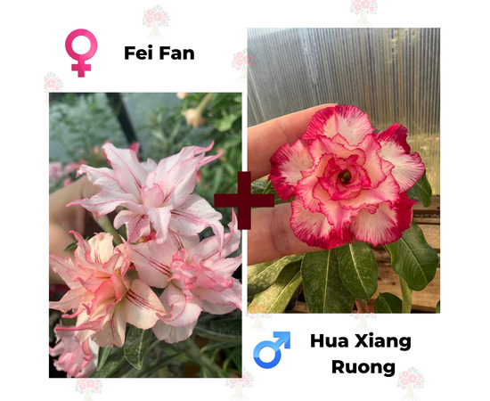 Адениум РО Fei Fan + Hua Xiang Ruong