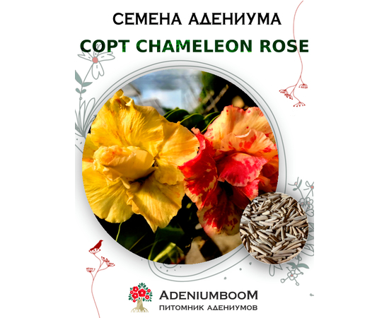 Адениум Тучный Chameleon Rose