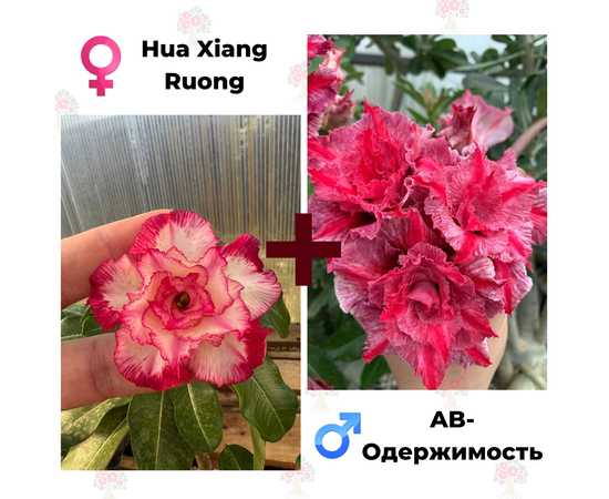 Адениум РО Hua Xiang Ruong + AB-Одержимость