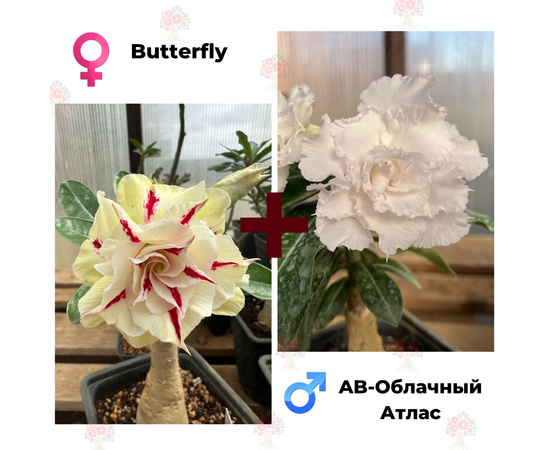 Адениум РО Butterfly + AB-Облачный Атлас
