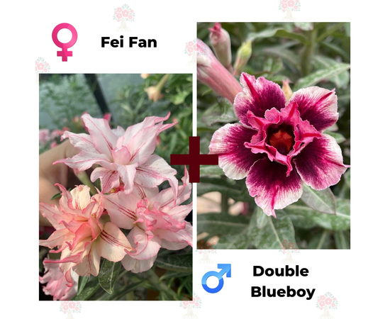 Адениум РО Fei Fan + Double Blueboy
