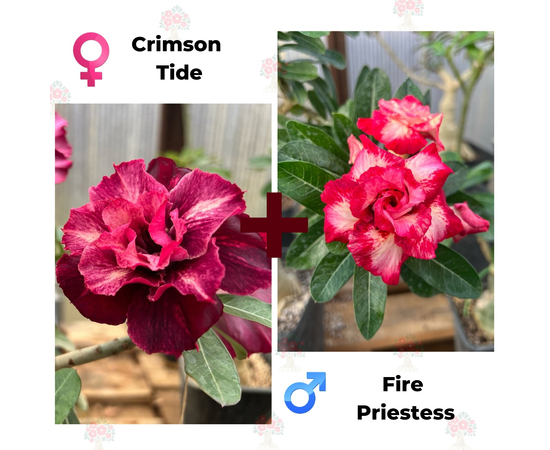 Адениум РО Crimson Tide + Fire Priestess