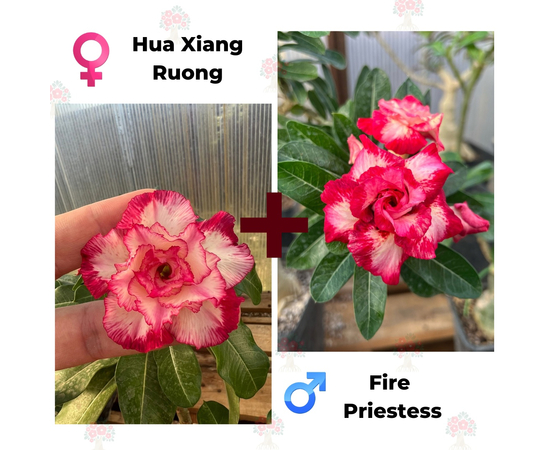 Адениум РО Hua Xiang Ruong + Fire Priestess