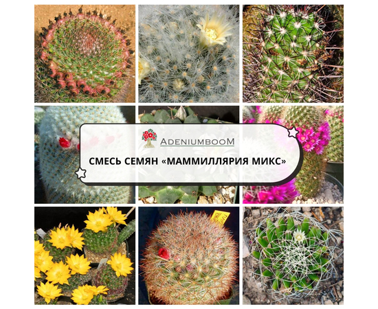 Mammillaria Mix (Маммиллярия МИКС)