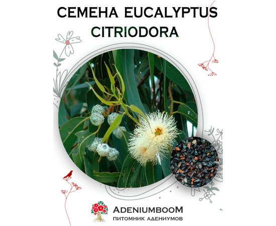 Eucalyptus Citriodora (Эвкалипт Лимонный)
