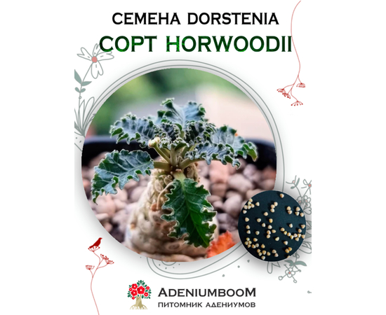 Dorstenia Horwoodii (Дорстения Хорвуда)