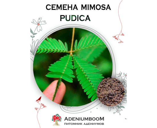 Mimosa Pudica (Мимоза Стыдливая)