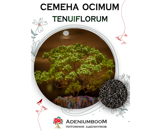 Ocimum Tenuiflorum (Базилик священный, тонкоцветный)