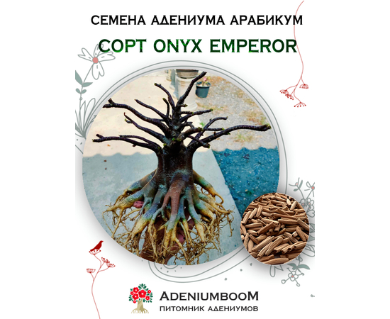 Адениум Арабикум Onyx Emperor