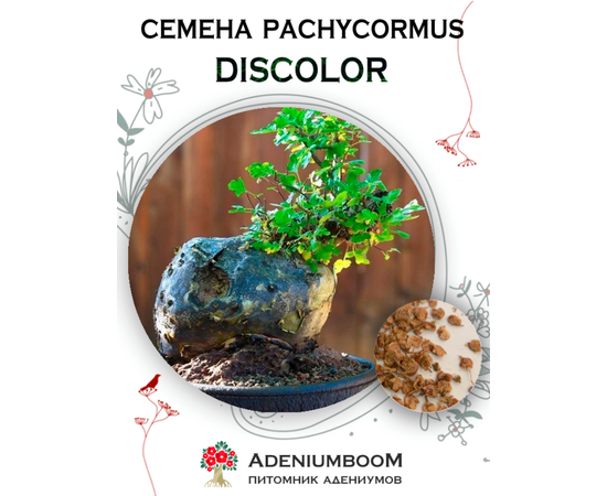 Pachycormus Discolor (Пахикормус Дисколор)