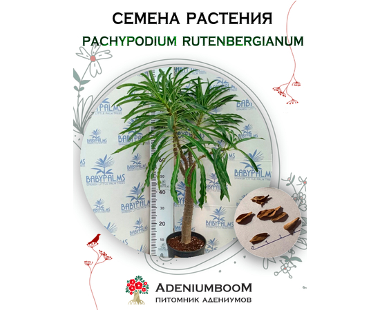 Pachypodium Rutenbergianum (Пахиподиум Рутенберга)​