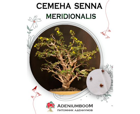Senna Meridionalis / Cassia Meridionale (Сенна/Кассия Южная)