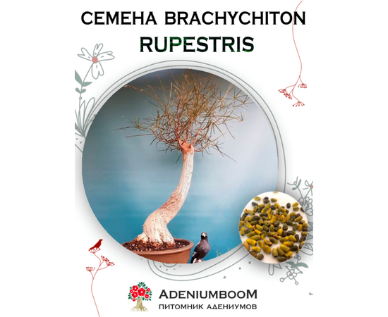 Brachychiton Rupestris (Брахихитон Наскальный)