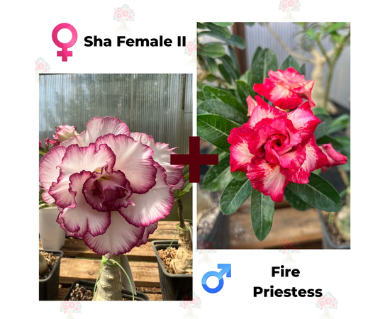 Адениум РО Sha Female 2 + Fire Priestess