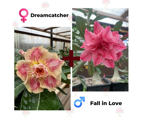 Адениум РО Dreamcatcher + Fall in Love