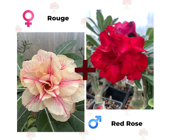 Адениум РО Rouge + Red Rose