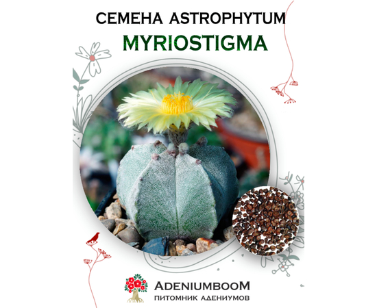 Astrophytum Myriostigma (Астрофитум Многорыльцевый)