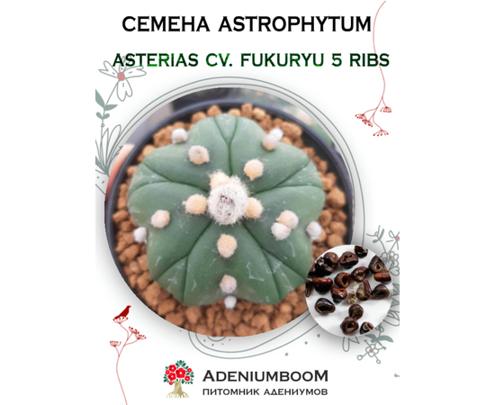 Astrophytum Asterias cv. Fukuryu 5 ribs (Астрофитум Звездчатый Fukuryu 5 ребер)