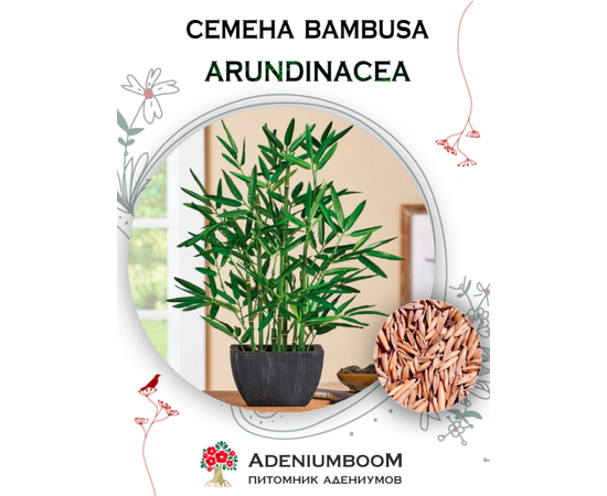 Bambusa Arundinacea (Бамбук Обыкновенный)