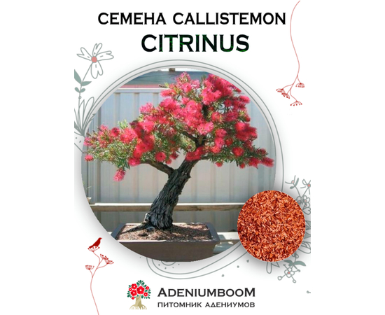 Callistemon Citrinus (Каллистемон Лимонный)