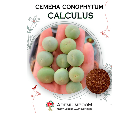Conophytum Calculus (Конофитум Галечный)