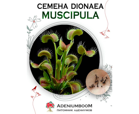 Dionaea Muscipula (Дионея, Венерина Мухоловка)