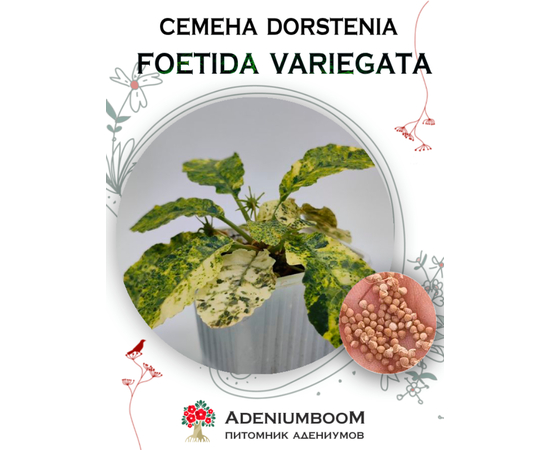 Dorstenia Foetida Variegata (Дорстения Пахучая Пестролистная)