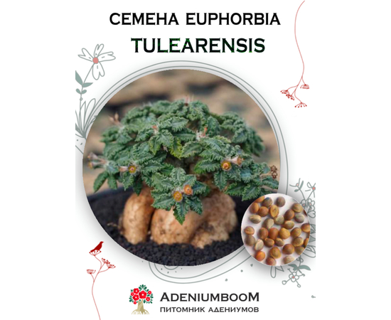 Euphorbia Tulearensis (Эуфорбия Тулеаренсис)