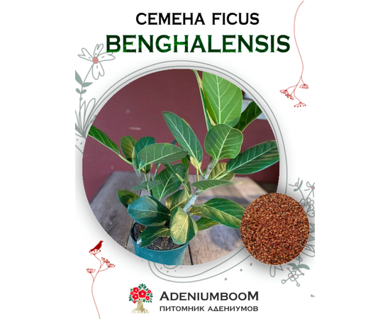 Ficus Benghalensis (Фикус Бенгальский)