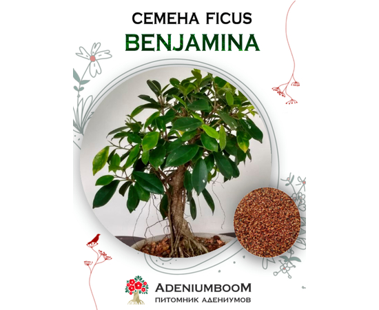Ficus Benjamina (Фикус Бенджамина)