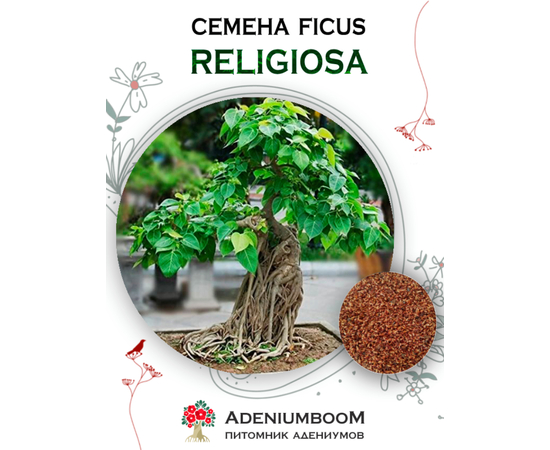 Ficus Religiosa (Фикус Священный)