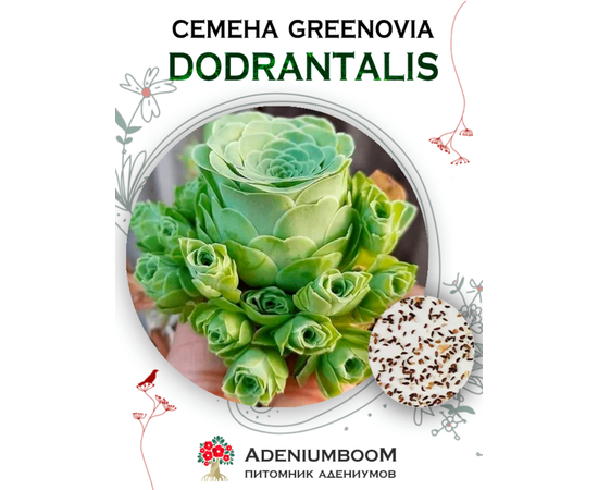 Greenovia Dodrantalis (Гриновия Равная)